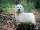 Cachorros y perros jóvenes Golden Retriever en venta - foto 9