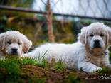 Cachorros y perros jóvenes Golden Retriever en venta - foto 12