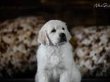 Cachorros y perros jóvenes Golden Retriever en venta - foto 15