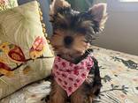 Cachorros Yorkie en adopción - фото 2