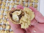 Cashew Nut Size W180 W240 W320 W450/ Certified WW320 Dried Cashew for Sale - foto 3