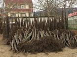 Chandler - Fernor Walnut Saplings (Tree) - photo 7