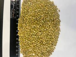 Чечевица зеленая и красная