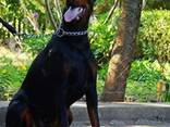 Doberman – cachorros en venta - photo 1