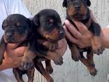 Doberman – cachorros en venta - photo 3