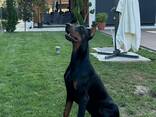Doberman - cachorros en venta - фото 6