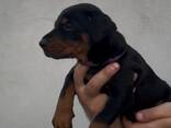 Doberman - cachorros en venta - фото 7