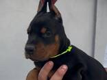 Doberman - cachorros en venta - фото 8