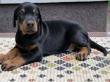 Doberman - cachorros en venta - фото 9