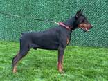 Doberman - cachorros en venta - фото 10