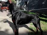 Doberman - cachorros en venta - фото 12