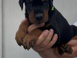 Doberman - cachorros en venta - фото 13
