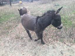 Donkey available
