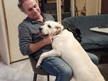 Дрессировщик собак, кинолог, зоопсихолог, специалист по поведению животных - photo 9