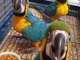 Exotic Parrots &amp; Fertile Parrot Eggs - photo 3