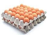 Fertilized Chicken Eggs/ Cobb 500 Broiler Chicken Eggs/Fresh Cobb 700 Fertile eggs - photo 1