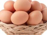 Fertilized Chicken Eggs/ Cobb 500 Broiler Chicken Eggs/Fresh Cobb 700 Fertile eggs - photo 2