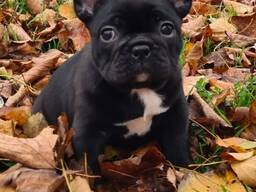 French bulldog puppies are looking for a new home