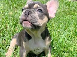 French Bulldog puppies