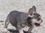 French Bulldog puppies - foto 3