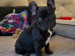 French Bulldog puppies for sale - foto 2