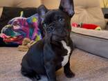 French Bulldog puppies for sale - foto 1