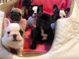 French bulldog puppies raised in a loving family home,