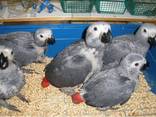 Fresh Parrot Fertile Eggs and Parrots For Sale - photo 4