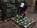 Fresh Seedless Lime from Vietnam