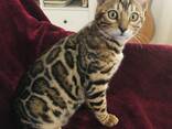 Gatita Bengalí en venta - photo 1