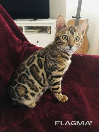 Gatita Bengalí en venta