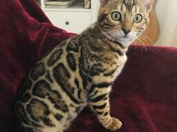 Gatita Bengalí en venta