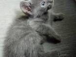 Gatitos Azul Ruso • Linaje TICA - photo 2