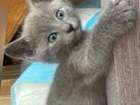 Gatitos Azul Ruso • Linaje TICA - photo 3