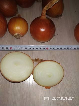 Golden onions from Kazakhstan