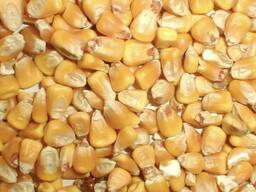 Granos de maíz para humanos , no ogm