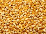 Granos de maíz para humanos , no ogm - фото 2