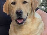 Hembra Labrador Retriever en venta - foto 1