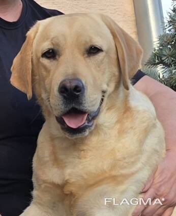 Hembra Labrador Retriever en venta