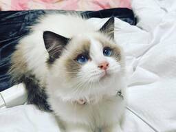 Hermoso Ragdoll Ka, listo para usar