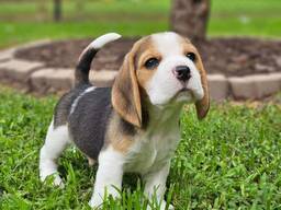 Hermosos cachorros beagle en venta.