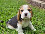 Hermosos cachorros beagle en venta. - фото 2