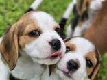 Hermosos cachorros beagle en venta. - фото 3