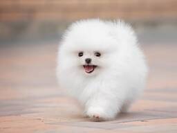 Hermosos cachorros de Pomerania de raza pura que buscan un hogar definitivo.