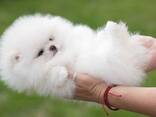 Hermosos cachorros de Pomerania de raza pura que buscan un hogar definitivo. - photo 3