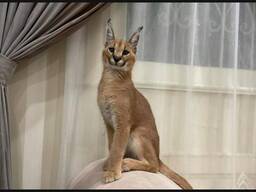 Hermosos gatitos caracal disponibles