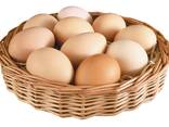Huevo de gallina C1 al por mayor - Яйцо куриное C1 оптом - фото 1