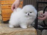 Male and female Pomeranian puppies for sale. - foto 3