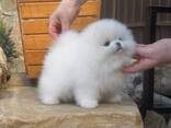 Male and female Pomeranian puppies for sale. - foto 1