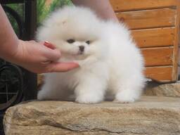 Male and female Pomeranian puppies for sale.